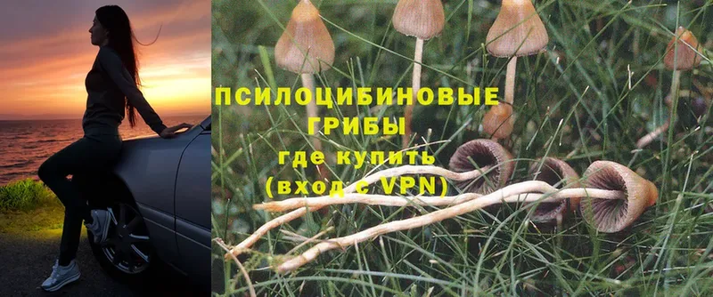 Псилоцибиновые грибы Psilocybine cubensis  Тобольск 